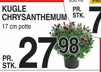 ABC Lavpris Kugle chrysanthemum tilbud