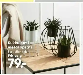 Sukkulent i metal opsats