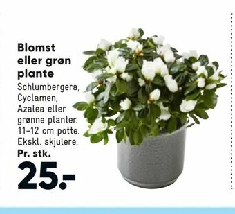 Bilka Blomst eller grøn plante tilbud