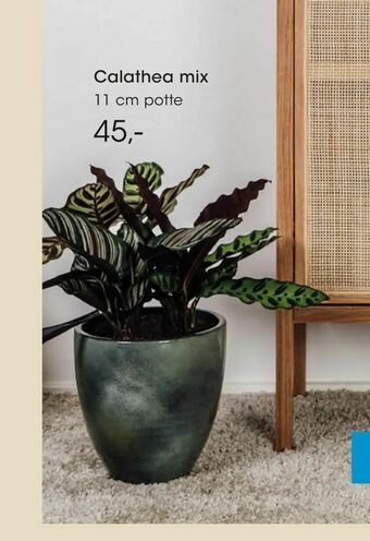 Bilka Calathea mix tilbud
