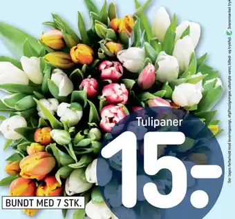 Tulipaner