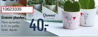 Føtex Grønne planter tilbud