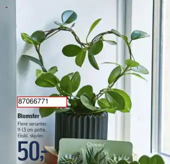 Føtex Blomster tilbud