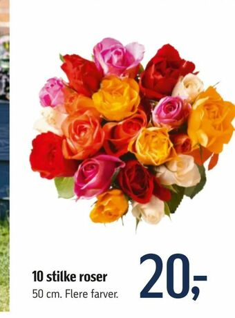 Føtex 10 stilke roser tilbud