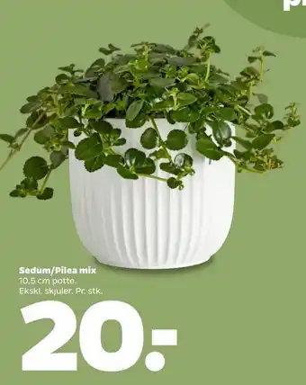 Netto Sedum/Pilea mix tilbud