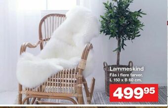 Lammeskind