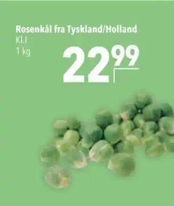 Rosenkål fra Tyskland/Holland