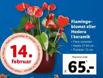 Lidl Flamingo-blomst eller Hedera i keramik tilbud