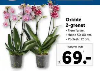 Lidl Orkidé 2-grenet tilbud