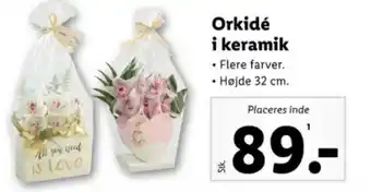 Lidl Orkidé i keramik tilbud
