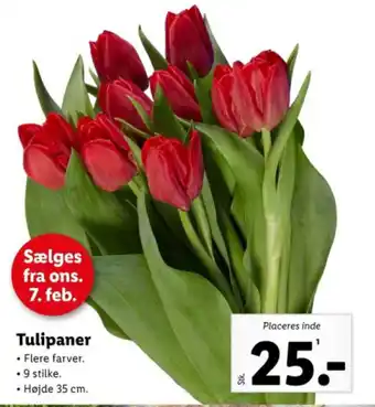 Lidl Tulipaner tilbud