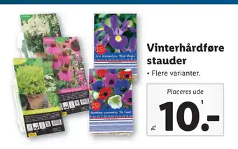 Lidl Vinterhårdføre stauder tilbud