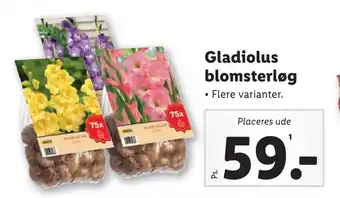 Gladiolus blomsterløg