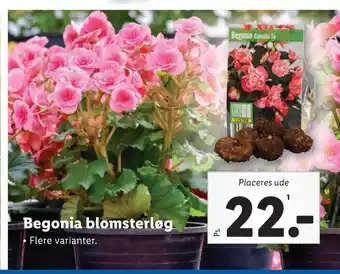 Lidl Begonia blomsterløg tilbud