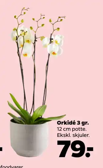 Netto Orkidé 3 gr tilbud