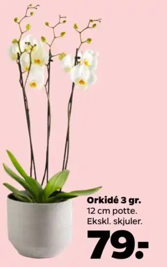 Netto Orkidé 3 gr tilbud