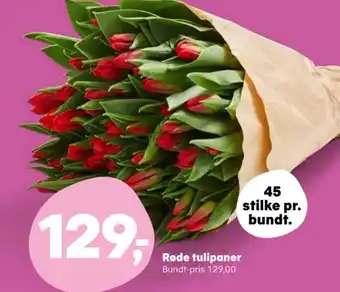 Kvickly Røde tulipaner tilbud