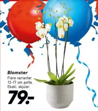 Bilka Blomster tilbud