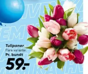 Bilka Tulipaner tilbud