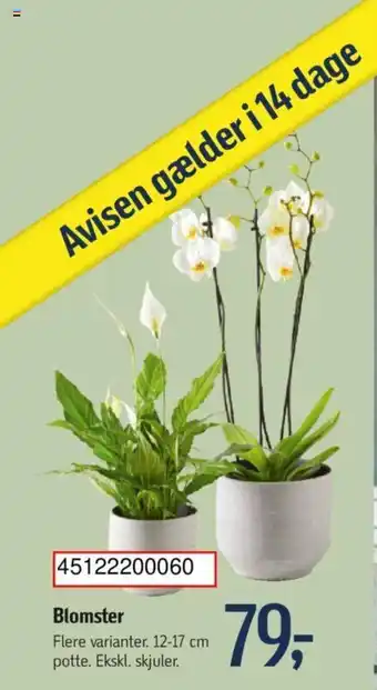 Føtex Blomster tilbud
