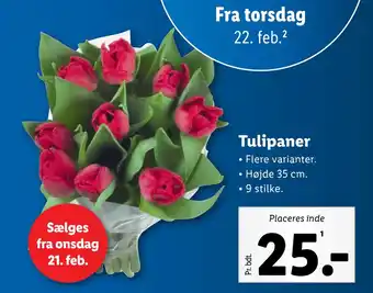 Lidl Tulipaner tilbud