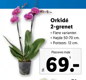 Lidl Orkidé 2-grenet tilbud