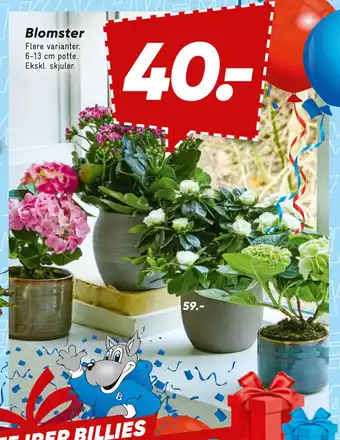 Bilka Blomster tilbud