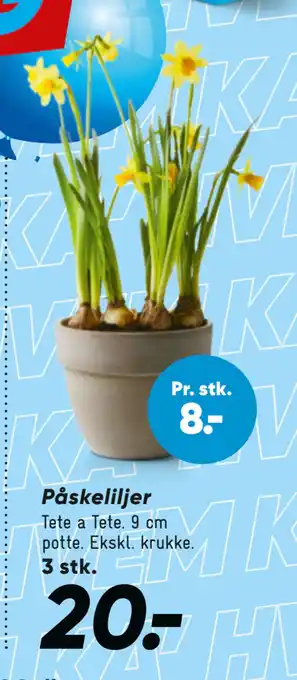 Bilka Påskeliljer tilbud