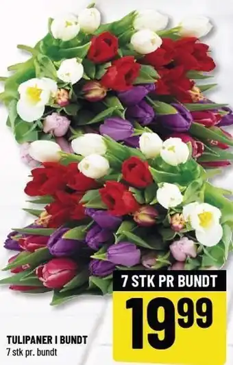 TULIPANER I BUNDT