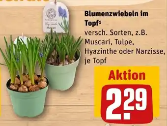 REWE Blumenzwiebeln im Topf¹ tilbud