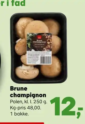 Brune champignon
