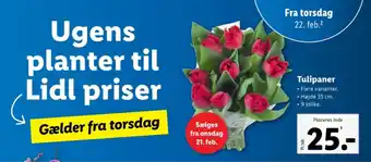 Lidl Tulipaner tilbud