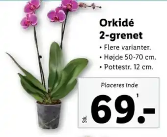 Lidl Orkidé 2-grenet tilbud