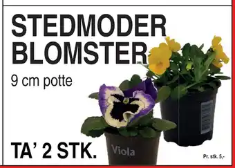 ABC Lavpris STEDMODER BLOMSTER tilbud