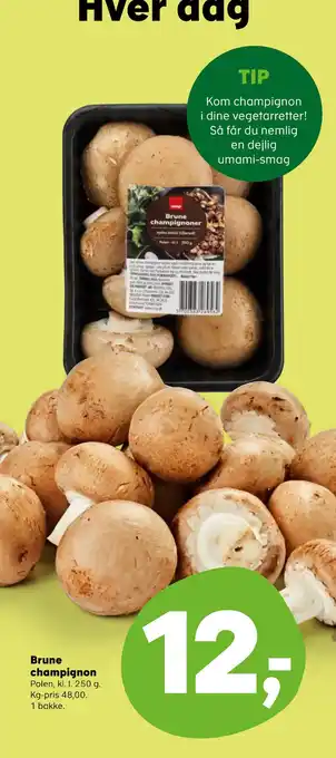 Brune champignon