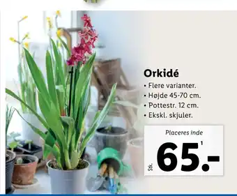 Lidl Orkidé tilbud