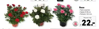 Lidl Rose tilbud