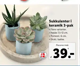 Lidl Sukkulenter i keramik 3-pak tilbud