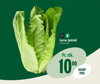 Gestus Spidskål