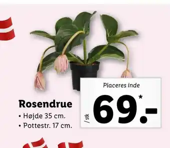 Rosendrue