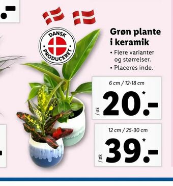 Let-Køb Grøn plante i keramik tilbud