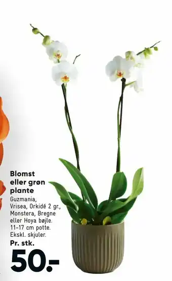 Bilka Blomst eller grøn plante tilbud