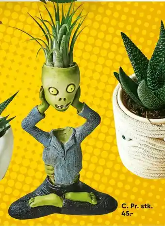 Bilka Planter i Halloween skjuler tilbud