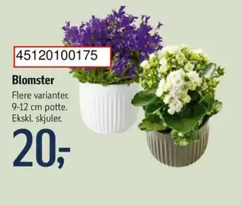 Føtex Blomster tilbud