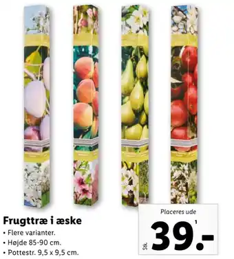 Lidl Frugttræ i æske tilbud