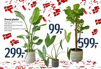 Føtex Grønne planter tilbud