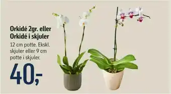 Føtex Orkidé 2gr. eller Orkidé i skjuler tilbud