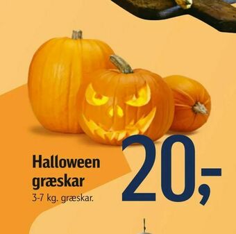 Føtex Halloween græskar tilbud