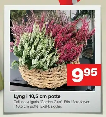 Lyng i 10,5 cm potte