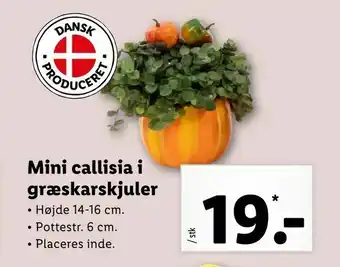 Let-Køb Mini callisia i græskarskjuler tilbud